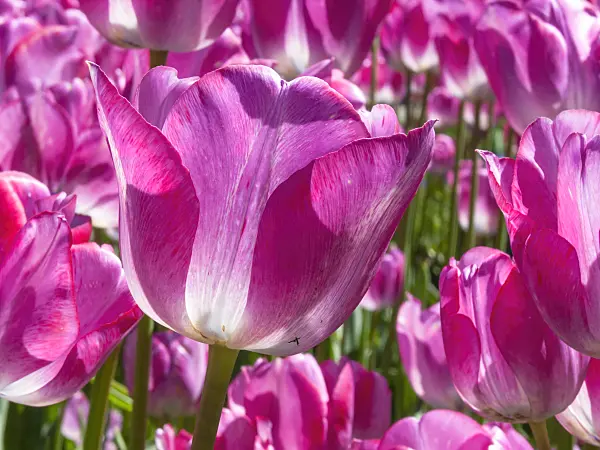 401184 - Bouquet tulip (Tulipa Cloud Nine)