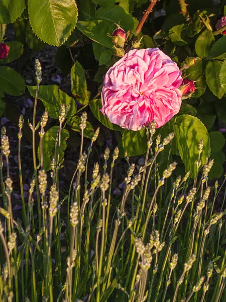 414018 - Bourbon rose (Rosa Gros Choux de Hollande) and lavender (Lavandula)