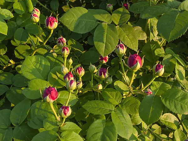 414014 - Bourbon rose (Rosa Louise Odier)