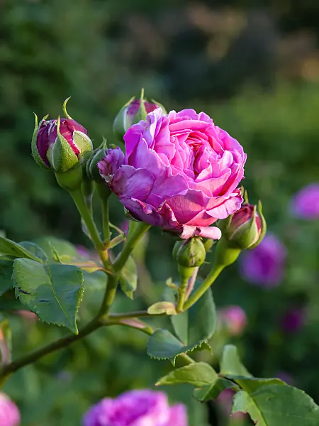 448082 - Bourbon rose (Rosa Louise Odier)