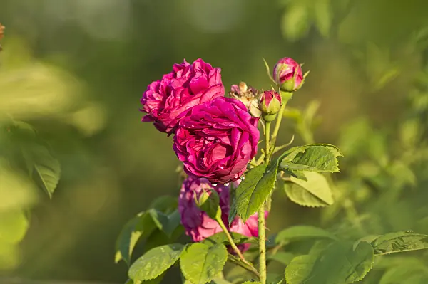 509116 - Bourbon rose (Rosa Louise Odier)