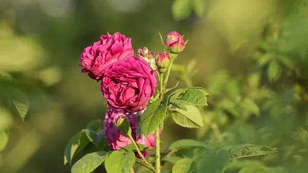 509117 - Bourbon rose (Rosa Louise Odier)