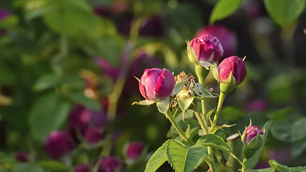 509118 - Bourbon rose (Rosa Louise Odier)