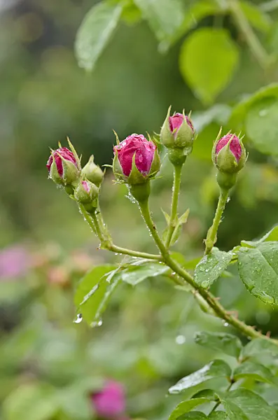 521019 - Bourbon rose (Rosa Louise Odier)