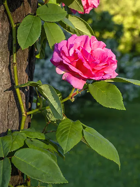 448079 - Bourbon rose (Rosa Zephirine Drouhin)