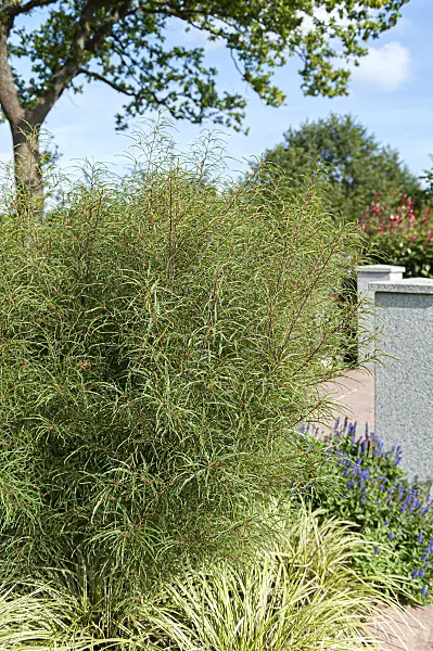651275 - Bourdaine (Frangula alnus 'Aspleniifolia')
