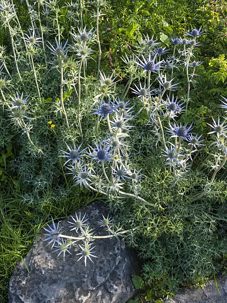402047 - Bourgati's eryngo (Eryngium bourgatii)