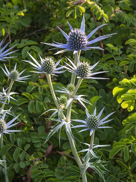 402048 - Bourgati's eryngo (Eryngium bourgatii)