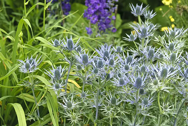 517439 - Bourgati's eryngo (Eryngium bourgatii)