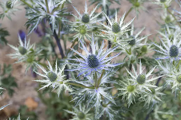 651242 - Bourgati's eryngo (Eryngium bourgatii)