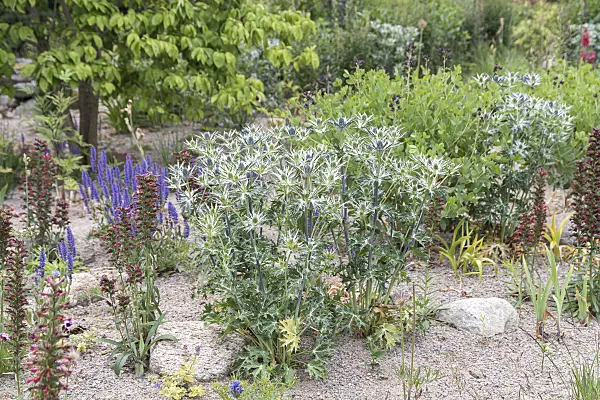 651243 - Bourgati's eryngo (Eryngium bourgatii)
