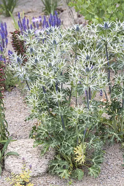 651244 - Bourgati's eryngo (Eryngium bourgatii)