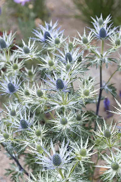 651245 - Bourgati's eryngo (Eryngium bourgatii)