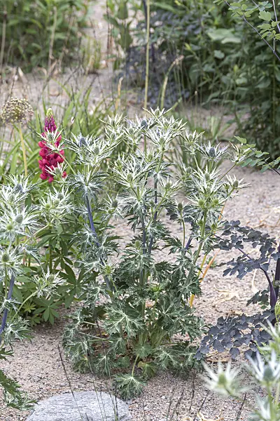 651246 - Bourgati's eryngo (Eryngium bourgatii)