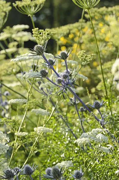 497282 - Bourgati's eryngo (Eryngium bourgatii) and Ligusticum lucidum