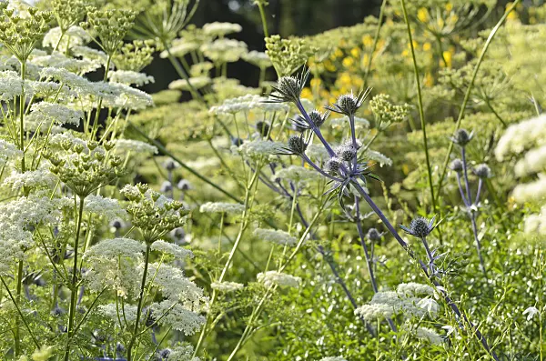 497283 - Bourgati's eryngo (Eryngium bourgatii) and Ligusticum lucidum