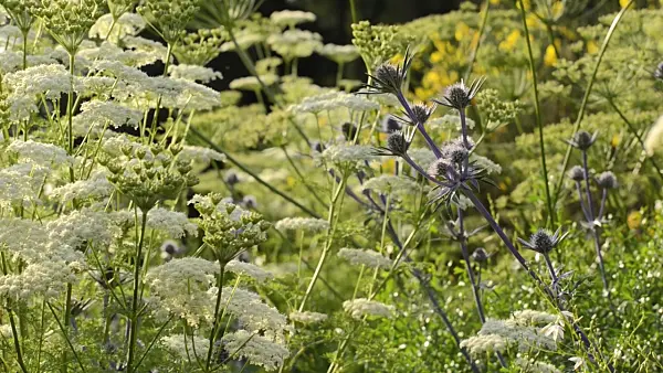 497291 - Bourgati's eryngo (Eryngium bourgatii) and Ligusticum lucidum