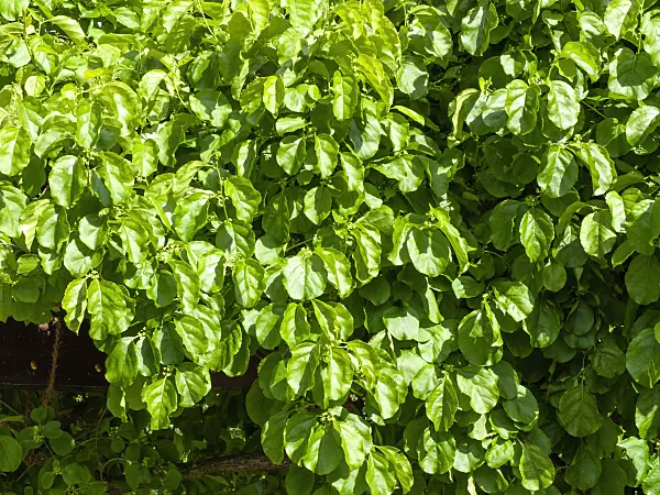 438010 - Bourreau des arbres (Celastrus orbiculatus)