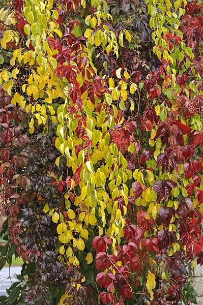 517123 - Bourreau des arbres (Celastrus orbiculatus)