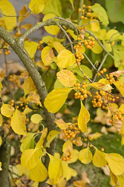 525067 - Bourreau des arbres (Celastrus orbiculatus)