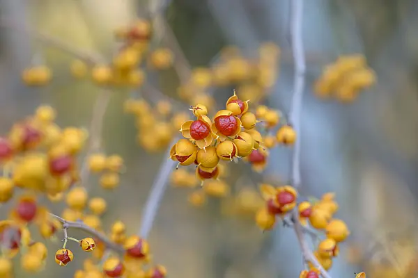 575045 - Bourreau des arbres (Celastrus orbiculatus 'Diana')