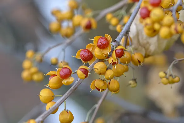 575046 - Bourreau des arbres (Celastrus orbiculatus 'Diana')