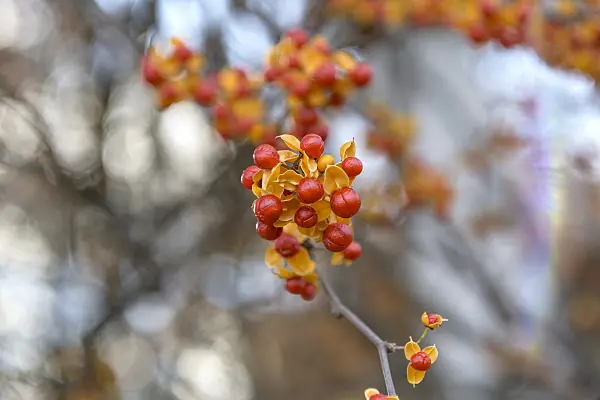 575048 - Bourreau des arbres (Celastrus rosthornianus)