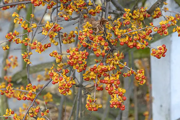 575049 - Bourreau des arbres (Celastrus rosthornianus)
