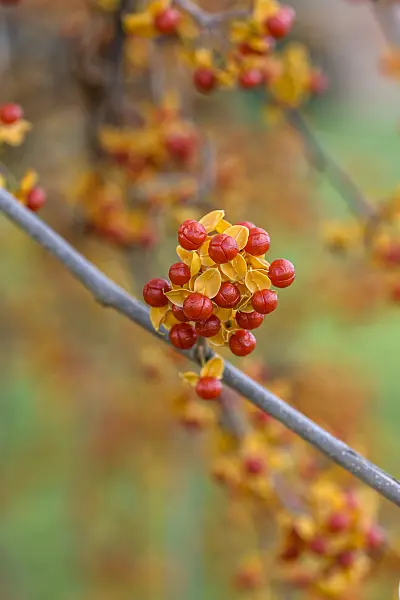 575051 - Bourreau des arbres (Celastrus rosthornianus)