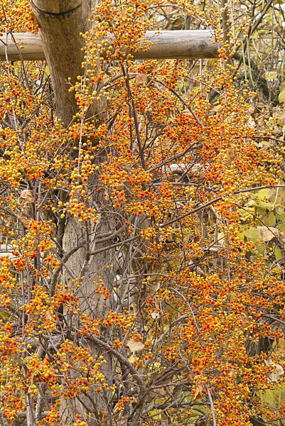 550018 - Bourreau des arbres (Celastrus scandens)