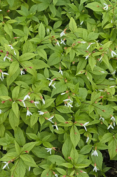 497111 - Bowman's root (Gillenia trifoliata)