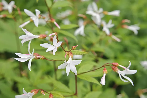 518001 - Bowman's root (Gillenia trifoliata)