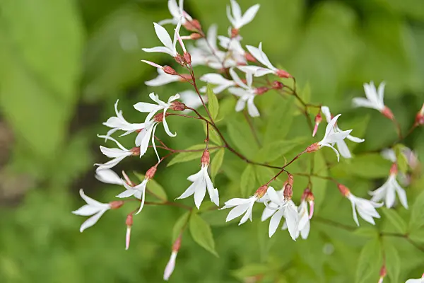 558262 - Bowman's root (Gillenia trifoliata)