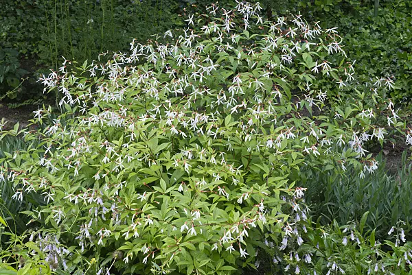 608134 - Bowman's root (Gillenia trifoliata)