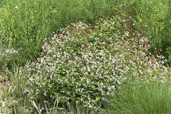 638107 - Bowman's root (Gillenia trifoliata)