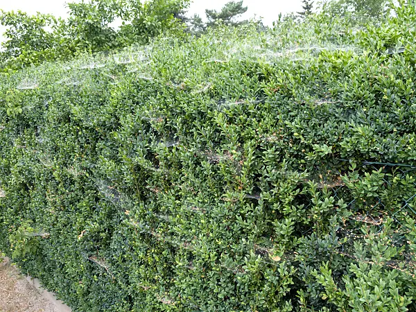 474292 - Box hedge with cobwebs