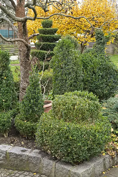 609057 - Boxwood (Buxus)