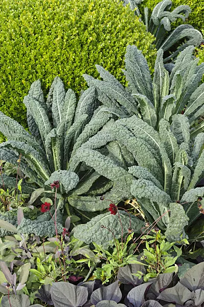 488052 - Boxwood (Buxus), flowering cabbage (Brassica oleracea) and chocolate cosmos (Cosmos atrosanguineus)