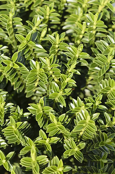 535068 - Boxwood hebe (Hebe odora 'New Zealand Gold')