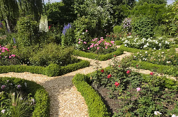 534050 - Boxwood hedges in a rose garden