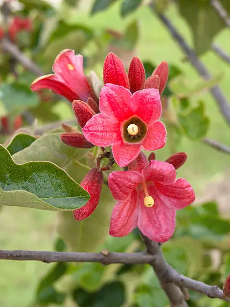 455386 - Brachychiton bidwillii