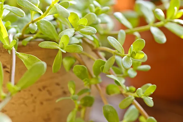 484227 - Brahmi (Bacopa monnieri)