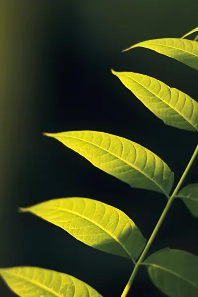 393071 - Branch with leaves against the sun in different shades of green