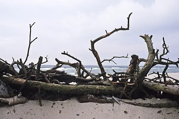 369009 - Branches on the shore, Vorpommersche Boddenlandschaft National Park, Germany