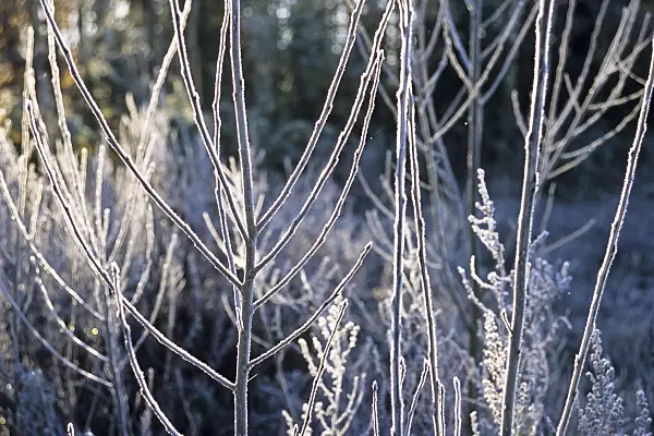432063 - Branches with hoar frost