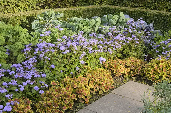 525004 - Brassica, floss flower (Ageratum houstonianum) and pelargoniums (Pelargonium)