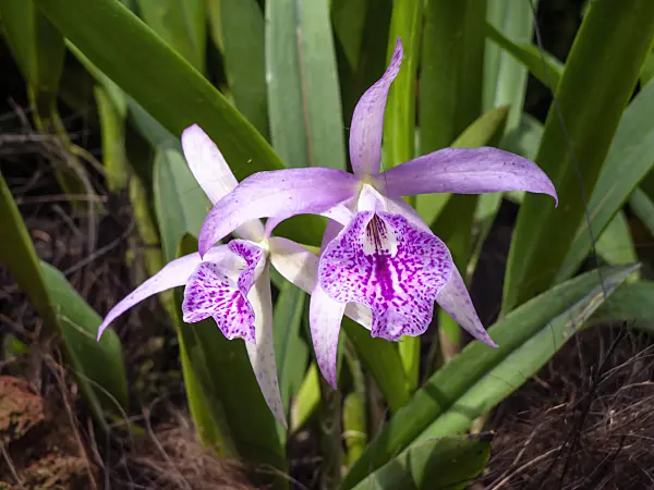 454143 - Brassocattleya