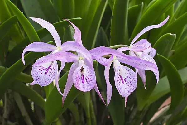 553003 - Brassocattleya Mai Kai