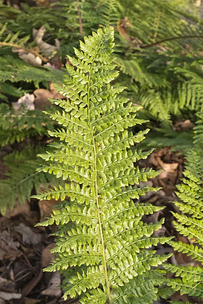 576016 - Braun's shield fern (Polystichum braunii)