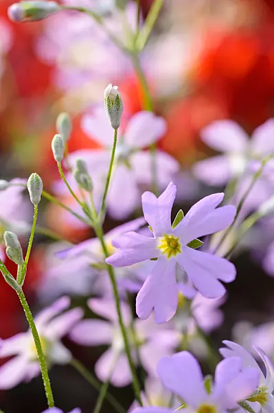 481052 - Brautprimel (Primula malacoides)